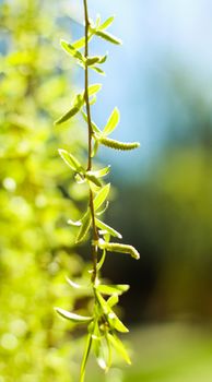 Natural environment, botanical textures and bioenergy concept - Green leaves in springtime, nature background