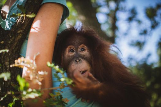 Cutest 2 years old baby orangutan hangs in a tree in zoo