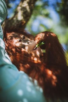 Cutest 2 years old baby orangutan hangs in a tree in zoo