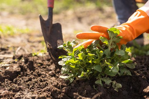 Gardening tools on fertile soil texture background seen from above. Gardening or planting concept. Working in the spring garden