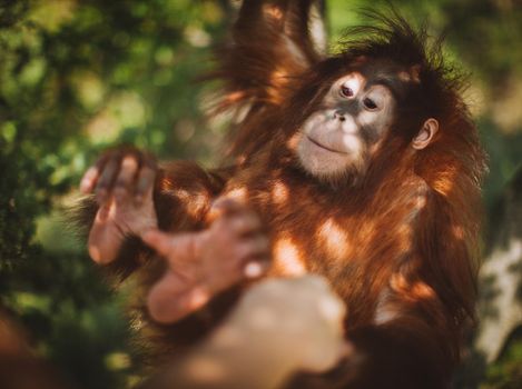 Cutest 2 years old baby orangutan hangs in a tree in zoo