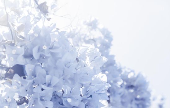 Flower background, spring nature and botanical beauty concept - Blue floral composition