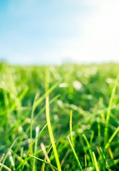 Earth landscape, growth and natural environment concept - Fresh grass and sunny blue sky on a green field at sunrise, nature of countryside