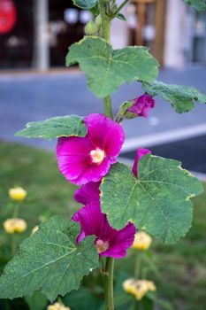purple mallow flower on a green background of leaves in a flower bed beautiful flower background. High quality photo