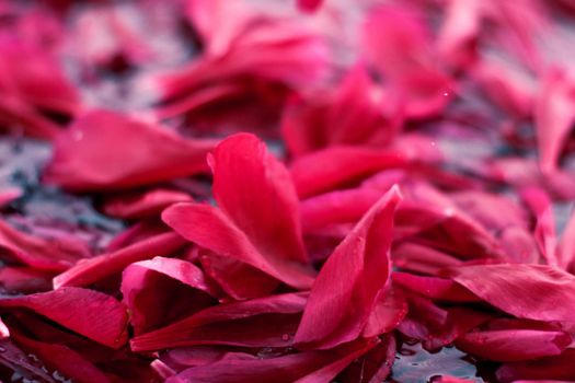 Beauty of nature, dream garden and wedding backdrop concept - Romantic abstract floral background, pink flower petals in water