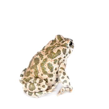 The Egyptian green toad, Bufo viridis, isolated on white