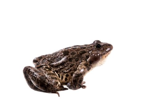 Marsh Frog isolated on white background, Pelophylax ridibundus