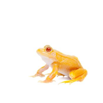 Albino Pool frog isolated on white background, Pelophylax lessonae