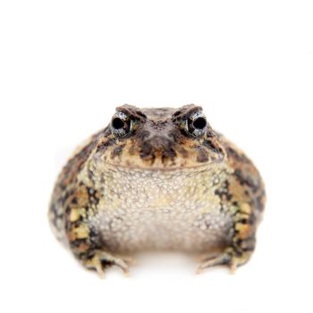 Rio Grande escuerzo, Odontophrynus cultripes, isolated on white background