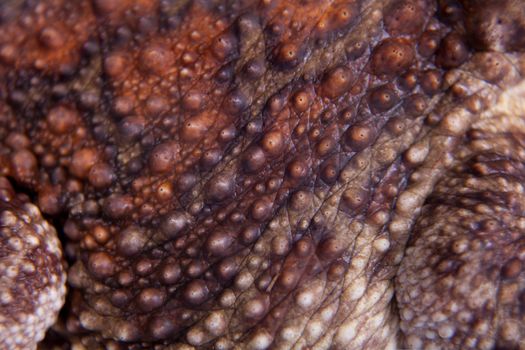 The Cuban toad, Bufo peltocephalus, isolated on whitevarius, on white