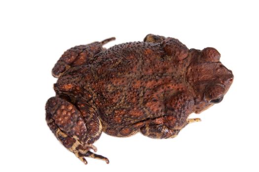 The Cuban toad, Bufo peltocephalus, isolated on whitevarius, on white