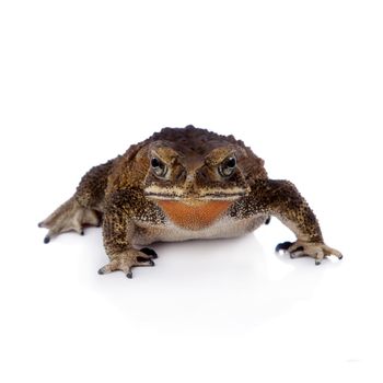 Asian common toad, Duttaphrynus melanostictus, isolated on white background