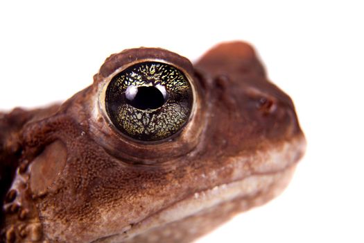 The Cuban toad, Bufo peltocephalus, isolated on whitevarius, on white