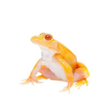 Albino Pool frog isolated on white background, Pelophylax lessonae
