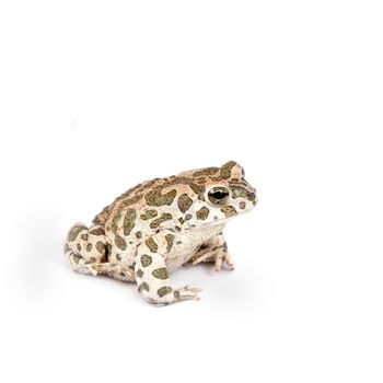 The Egyptian green toad, Bufo viridis, isolated on white