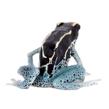 Awarape Blue Dyeing Poison Dart Frog, Dendrobates tinctorius, on white background.