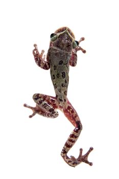 The shovel-headed tree frog, triprion petasatus, isolated on white background