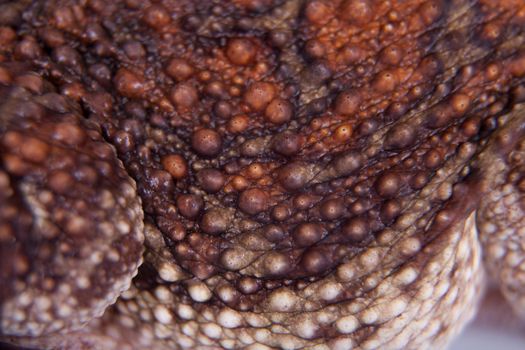 The Cuban toad, Bufo peltocephalus, isolated on whitevarius, on white