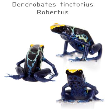 Robertus dyeing poison dart frog, Dendrobates tinctorius, isolated on white background