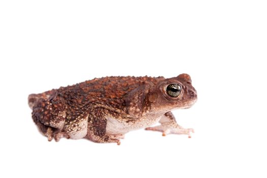 The Cuban toad, Bufo peltocephalus, isolated on whitevarius, on white