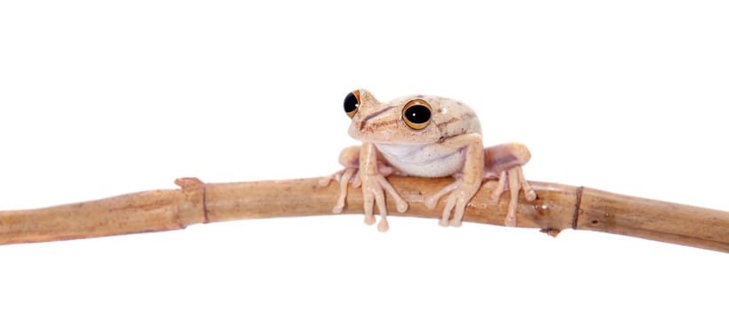 Troschel's tree frog or the convict tree frog, Hypsiboas calcaratus, isolated on white background