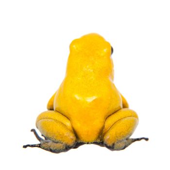 The golden poison frog, Phyllobates terribilis, on white, on white background.