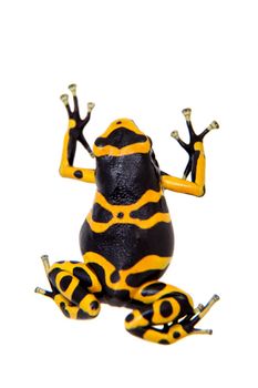 The yellow-banded poison dart frog, Dendrobates leucomelas on white background.