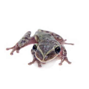 The shovel-headed tree frog, triprion petasatus, isolated on white background