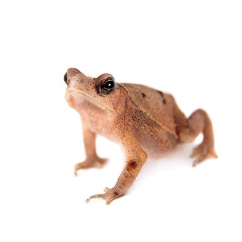 Beauty toad, bufo sp, isolated on white background