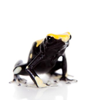 Yellow back dyeing poison dart frog, Dendrobates tinctorius, isolated on white background