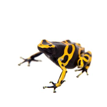 The yellow-banded poison dart frog, Dendrobates leucomelas on white background.