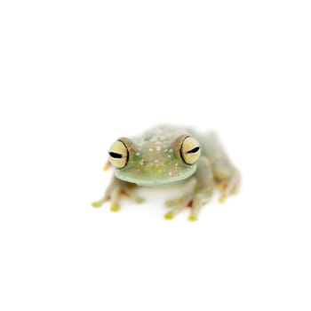 The Canal Zone tree frog, Hypsiboas rufitelus, isolated on white