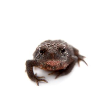 Bufo bufo. Common or European toad on white background