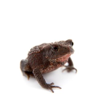 Bufo bufo. Common or European toad on white background