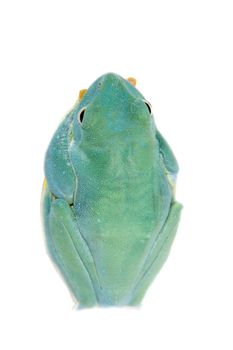 Malabar flying tree frogling, Rhacophorus malabaricus, isolated on white background