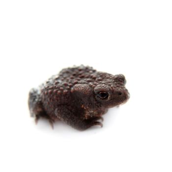 Bufo bufo. Common or European toad on white background