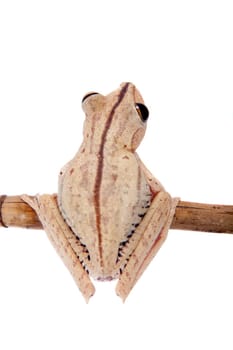 Troschel's tree frog or the convict tree frog, Hypsiboas calcaratus, isolated on white background