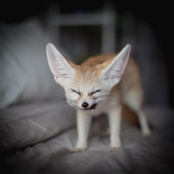 Pretty Fennec fox cub eats meat on a bed
