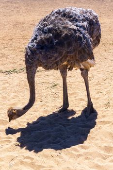 Ostrich in the desert on a background of sand close up