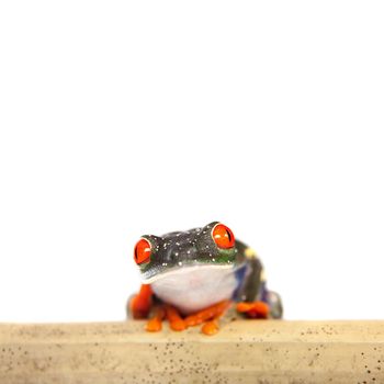 Red eyed tree frog, Agalychnis callidryas, at night isolated on white