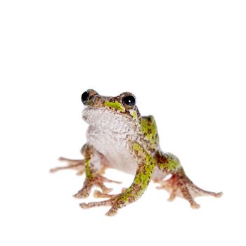 Polypedates duboisi, rare species of frog isolated on white background