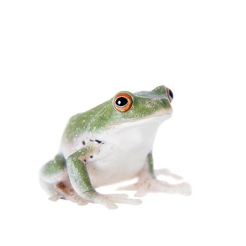 Green back flying tree frog, Rhacophorus dorsoviridis, isolated on white background