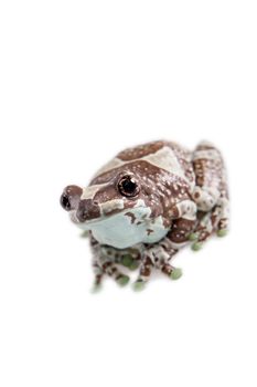 Amazon Milk Frog, Trachycephalus resinifictrix, isolated on white background