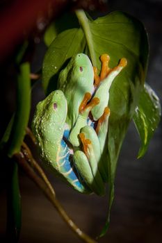 Red eyed tree frog isolated on white in amplexus. Agalychnis callidrias