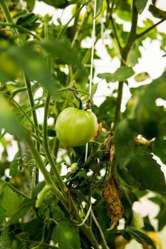 Tomatoes are hanging on a branch in the greenhouse. The concept of gardening and life in the country.