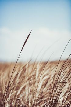 Beauty in nature, balanced lifestyle, environmental concept - Rustic summer field