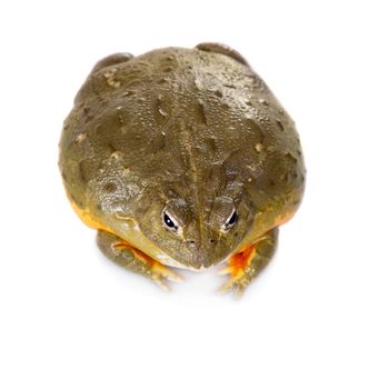 The African bullfrog, Pyxicephalus adspersus, isolated on white background