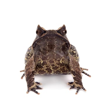 The long-nosed horned frog, Megophrys nasuta, isolated on white background