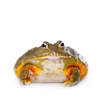 The African bullfrog, Pyxicephalus adspersus, isolated on white background