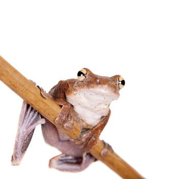 Annam flying frog, Rhacophorus annamensis, isolated on white background